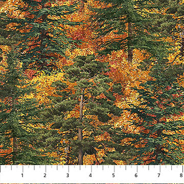 Autumn Woodscapes DP28413-37